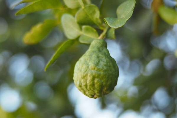 Manfaat Bergamot, Mengatasi Jerawat hingga Mengencangkan Kulit