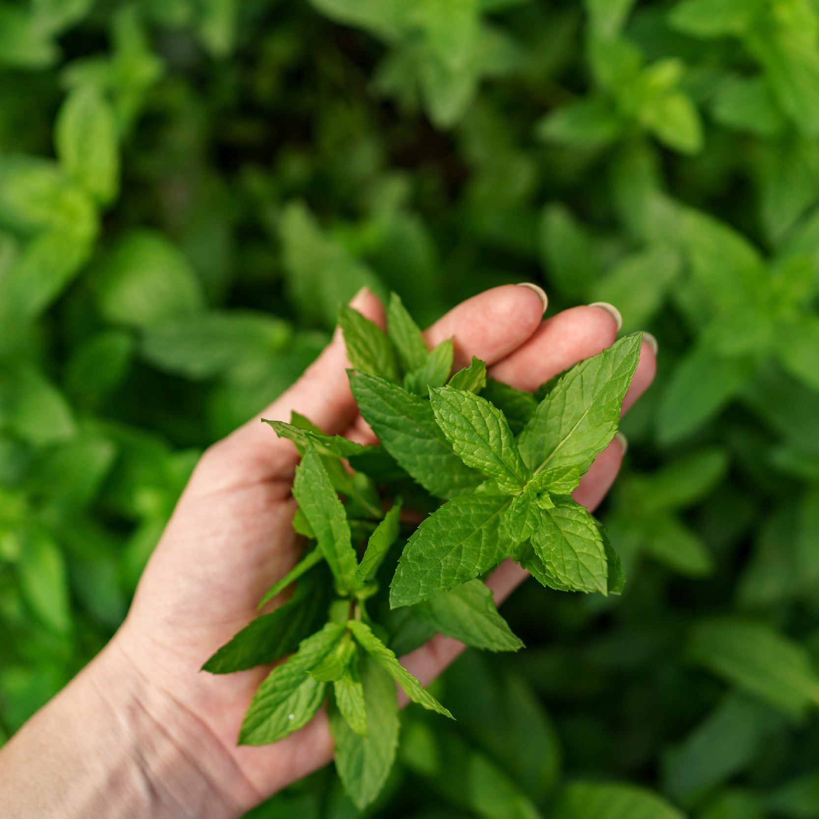 Produk Peek.Me Apa Saja yang Menggunakan Peppermint Essential Oil ...